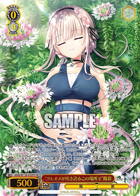 “クレオメが咲き誇るこの場所で”陽彩 (PR) 【ANM/W138-052PR】